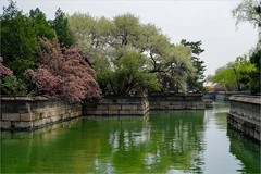 2026年第0275贴 - 颐和园荇桥河畔风光（0423）