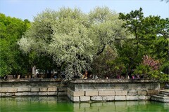 2026年第0275贴 - 颐和园荇桥河畔风光（0423）