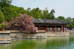 2026年第0275贴 - 颐和园荇桥河畔风光（0423）