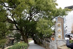 2026春节皖浙赣（73）祭酒桥“老农牵牛过桥”