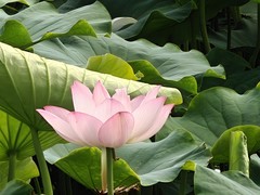 漂亮的荷花一22