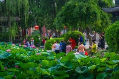 2026荷花图—(14)--盛夏闹荷塘