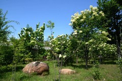 同心公园之夏（4）