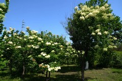 同心公园之夏（4）