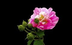 [26220] 流花湖的芙蓉花
