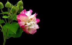 [26220] 流花湖的芙蓉花