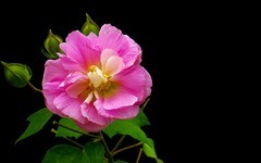 [26220] 流花湖的芙蓉花