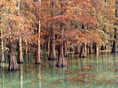 冬日落羽杉（二）