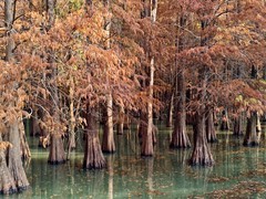 冬日落羽杉（二）