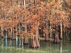 冬日落羽杉（二）