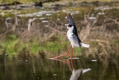 鸟中仙子---黑翅长脚鹬（三十七）