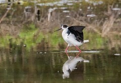 鸟中仙子---黑翅长脚鹬（三十七）