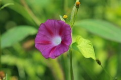 拍摄花卉一（853）