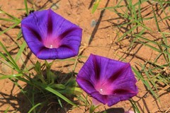 拍摄花卉一（853）