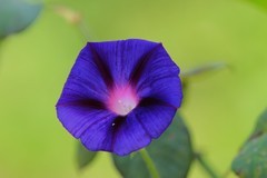 拍摄花卉一（853）