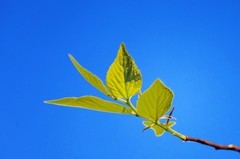 花花草草（十三）