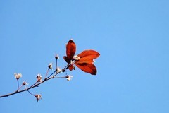 花花草草（十三）