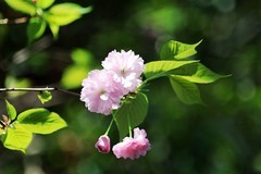 花花草草（十三）