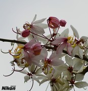 龙溪湿地的泰国樱花。