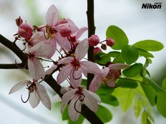 龙溪湿地的泰国樱花。