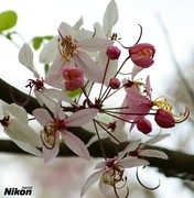 龙溪湿地的泰国樱花。