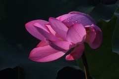2026--荷影--4