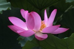 2026--荷影--4
