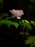 景山公园牡丹花之八（完）