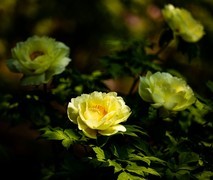景山公园牡丹花之八（完）