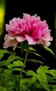 景山公园牡丹花之八（完）