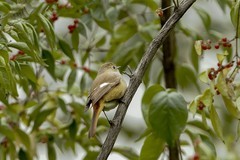 北红尾鸲（21）