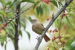 北红尾鸲（21）