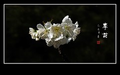 洁白如玉的李花