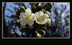 洁白如玉的李花