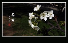 洁白如玉的李花