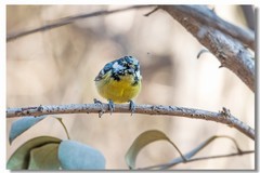 黄腹山雀（九）