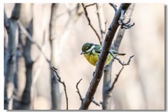 黄腹山雀（九）