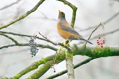 都江堰灵岩寺的灰头鸫