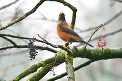 都江堰灵岩寺的灰头鸫