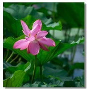 荷花（四十二）