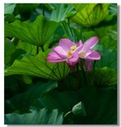 荷花（四十二）