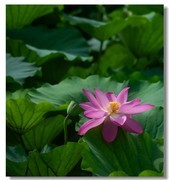荷花（四十三）