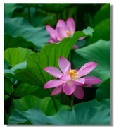 荷花（四十三）