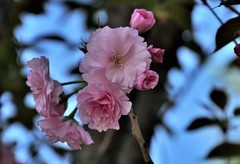 2026花卉植物赏析———樱花【3】