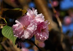 2026花卉植物赏析———樱花【3】