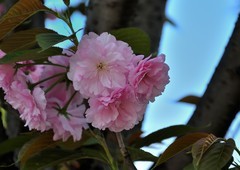 2026花卉植物赏析———樱花【3】
