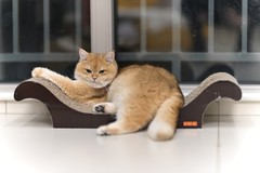 家里的小可爱（陆拾柒）