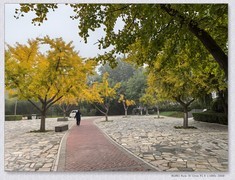 那片小树林【乙巳年247】