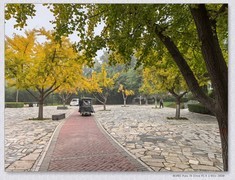 那片小树林【乙巳年247】