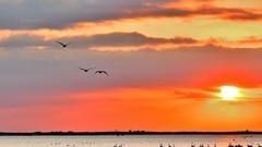 【视觉光影】美 丽 的 大 天 鹅 （17）